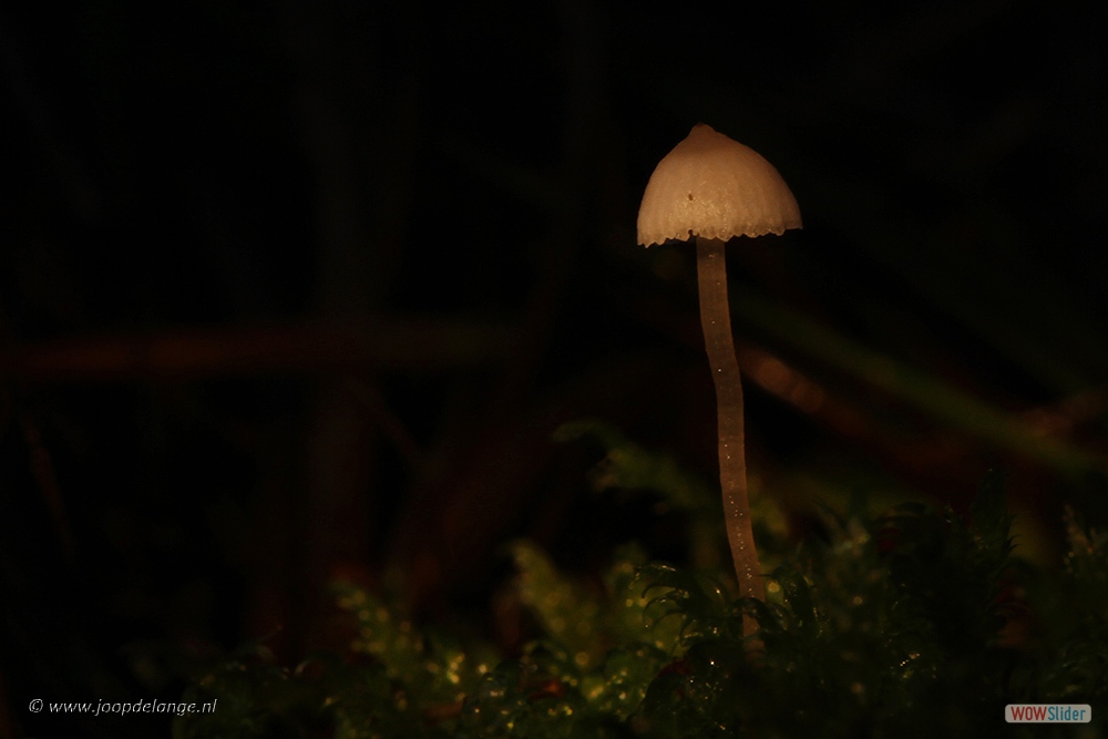 1479-5068 Mycena2=17-11-16