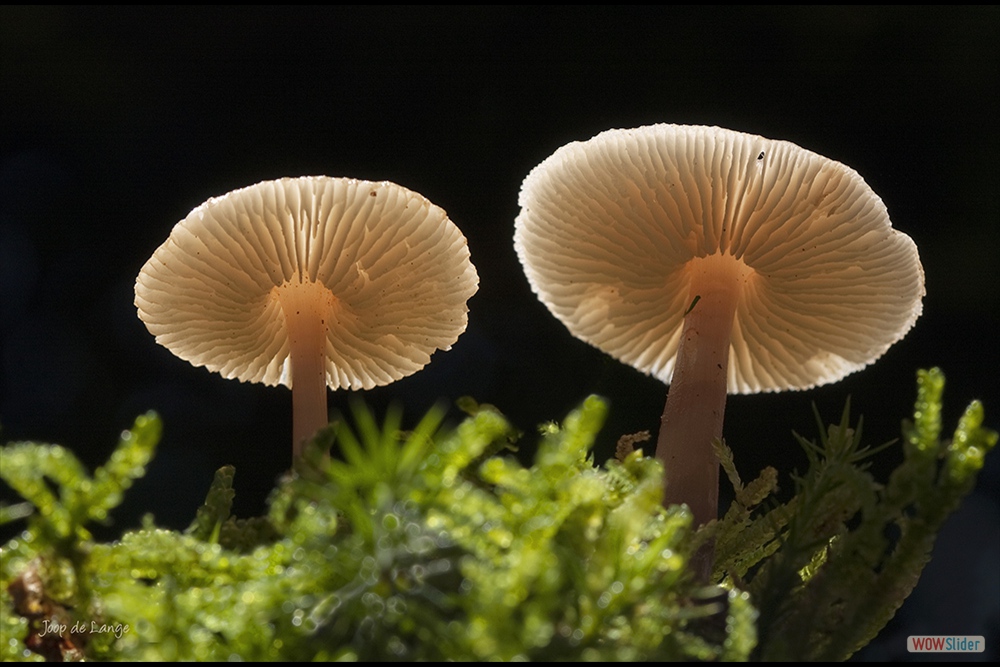 842-0115 Paddestoelen=5-11-12