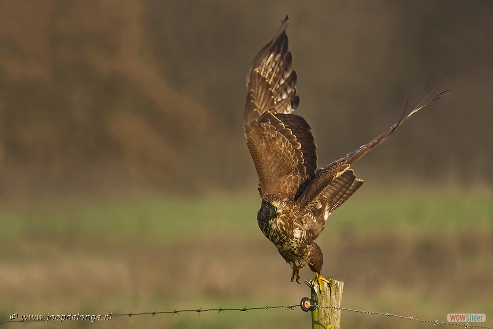 1002-3618 Buizerd=28-11-13