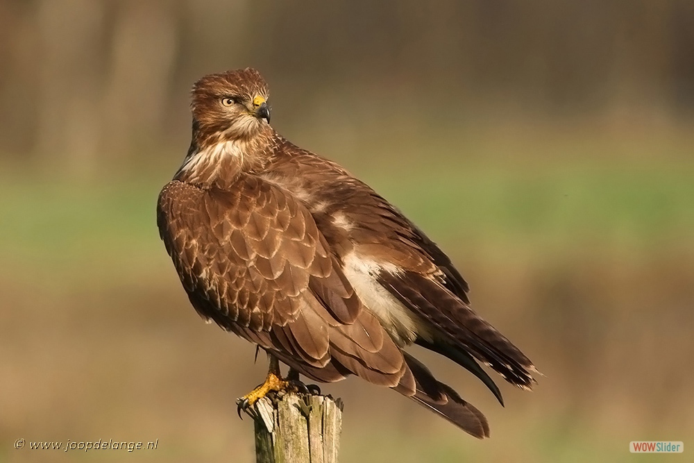 1013 3596 Buizerd 28-11-13