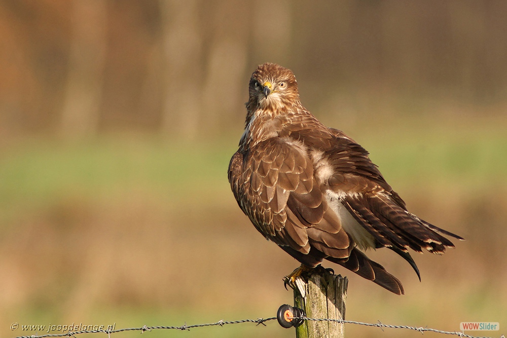 1022-3591 Buizerd 28-11-13