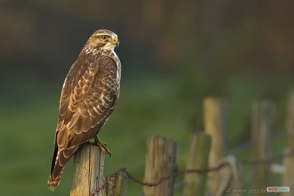 1232-8091 Buizerd 22-11-14