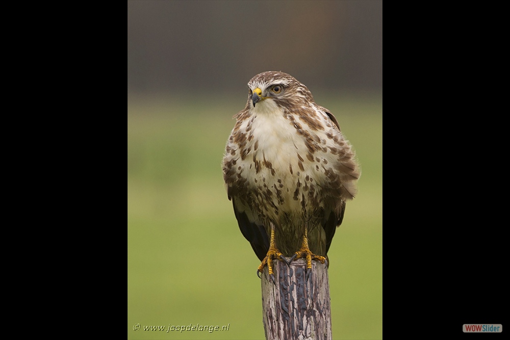 1239-8450 Buizerd 8-12-14