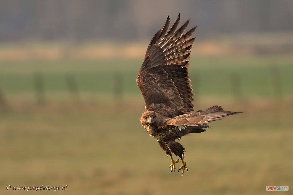 1492-5447 Buizerd=10-1-17