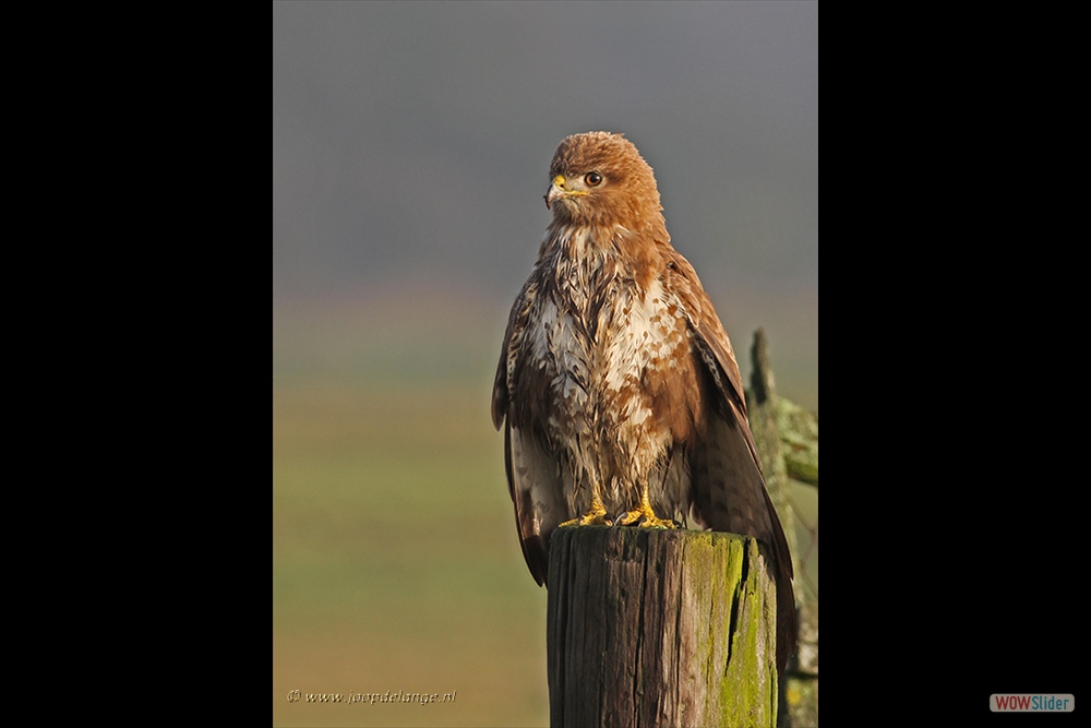 1494-5424 Buizerd=10-1-17