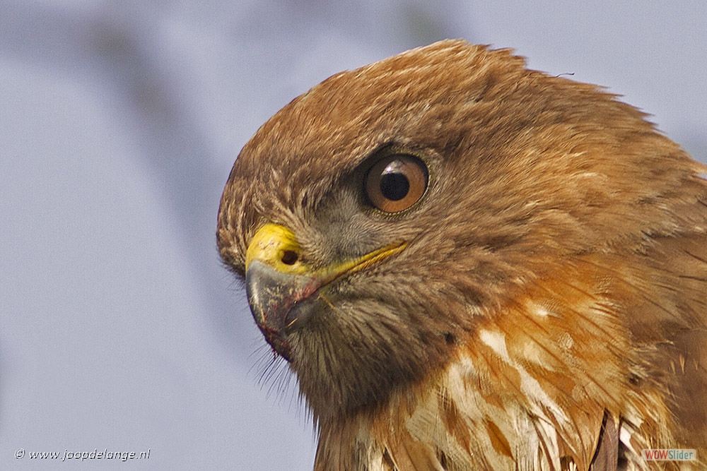 1495-5460 Buizerd=10-1-17