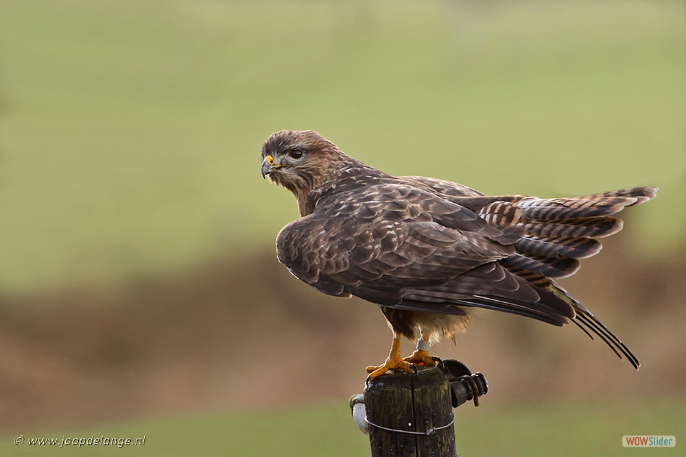 1496-5471 Buizerd=12-1-17