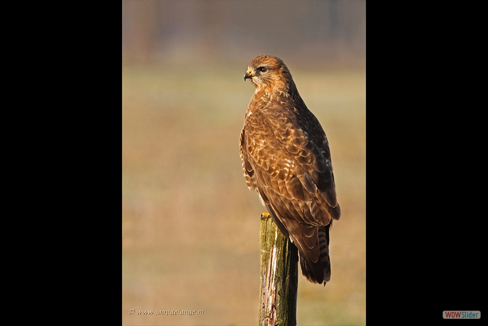 1505-5712 Buizerd=22-1-17