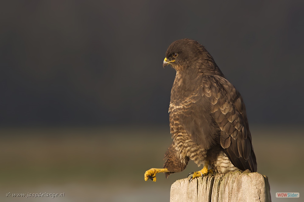 1507-5849 Buizerd=26-1-17