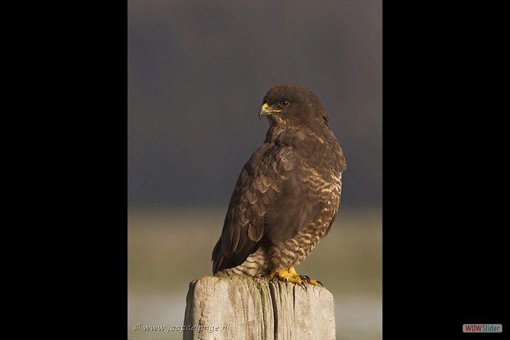 1508-5846 Buizerd=26-1-17