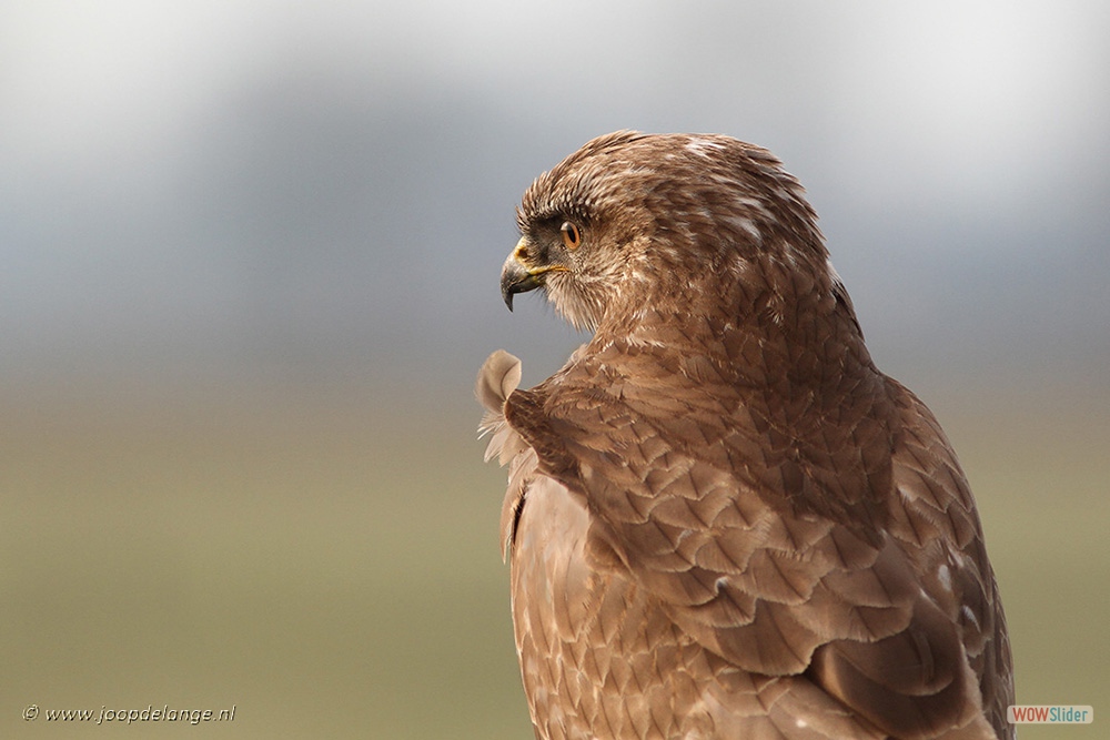 1512-5969 Buizerd=2-2-17