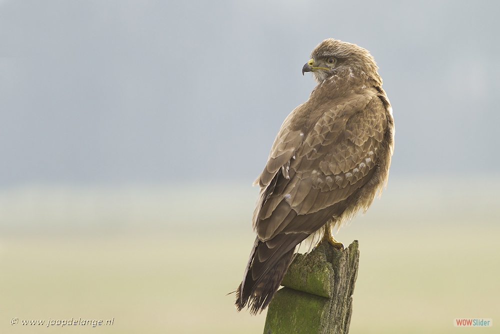 1514-5974 Buizerd=2-2-17