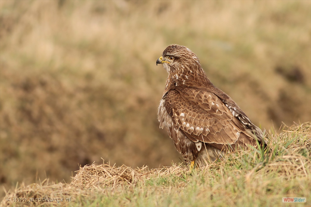 1516-5966 Buizerd=2-2-17