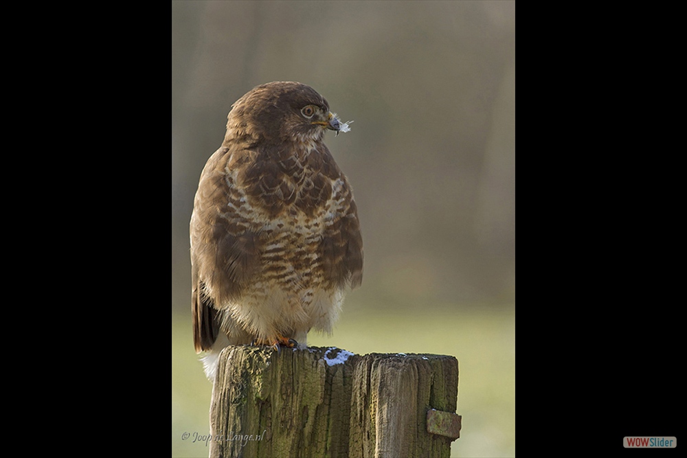 1624-8712 Buizerd=28-2-18