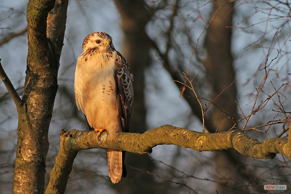 1630-8719 Buizerd=28-3-18