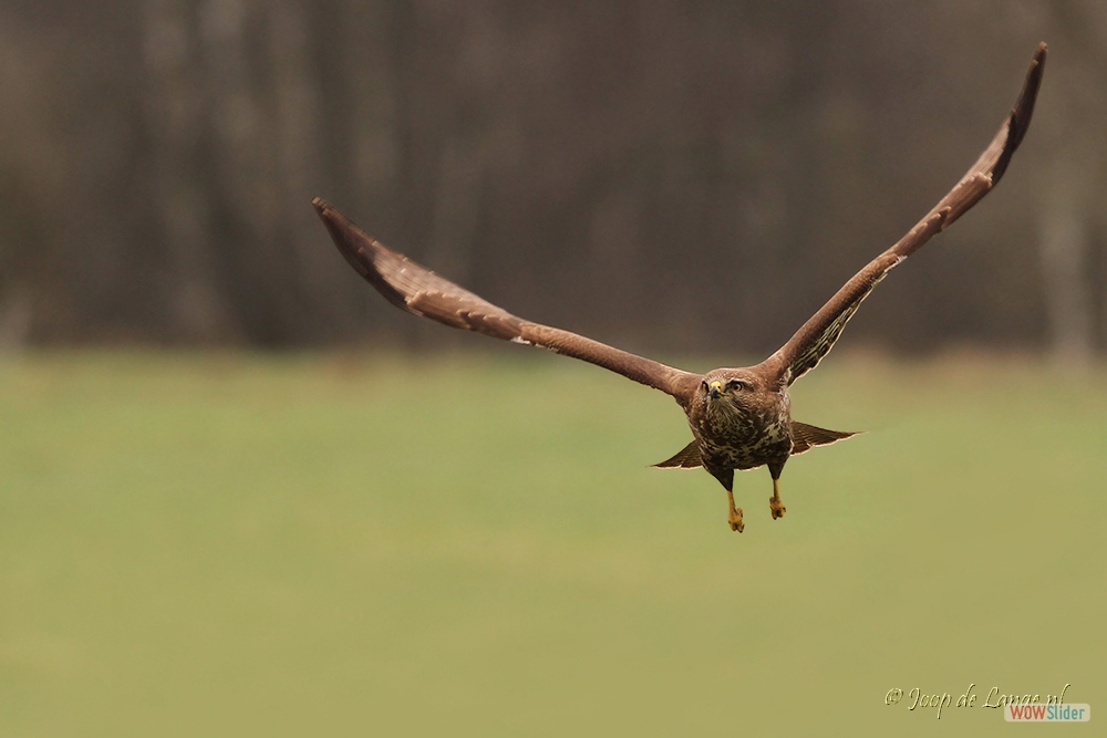 1642-9004 Buizerd vlucht=04-04-18