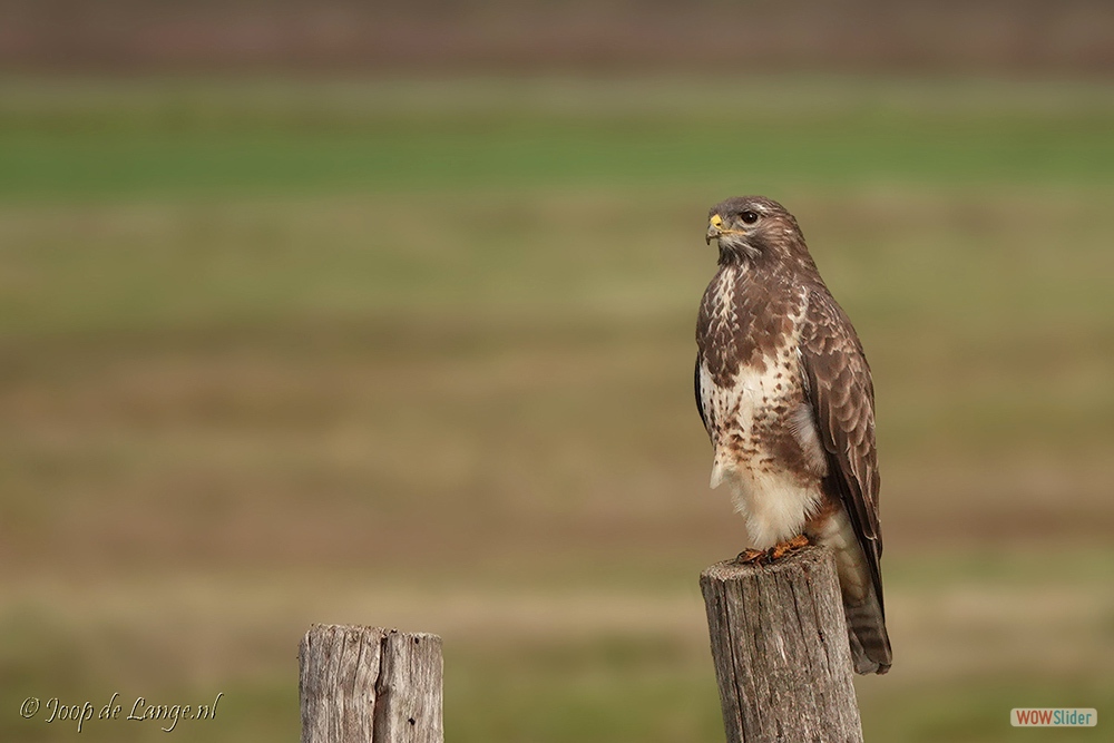 2033-DSC00753 Buizerd=1-11-2018