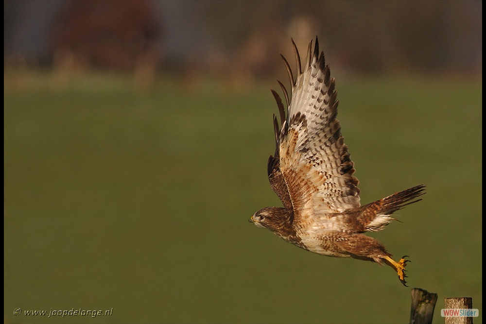 438-5380 Buizerd 10-12-08