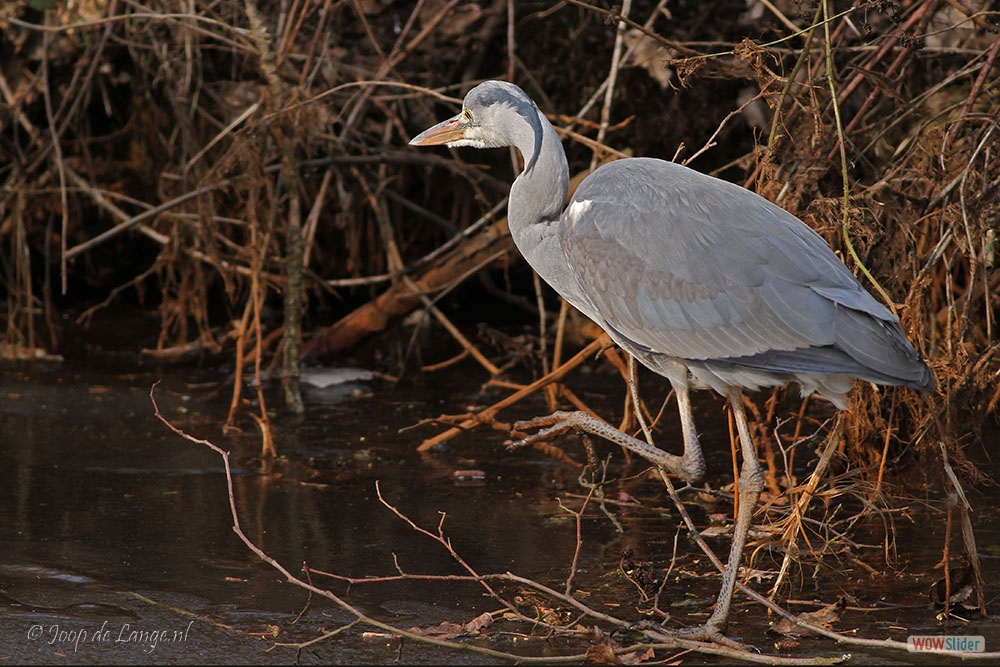 1627-8731 Blauwe Reiger=1-3-18