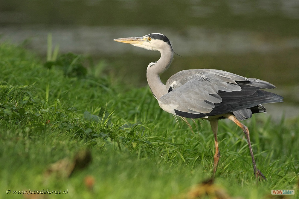 552-0118 Blauwereiger-3-9-09