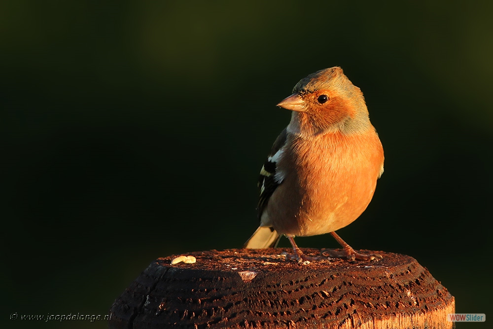 1383-2279 Vink ♂ 9-12-15