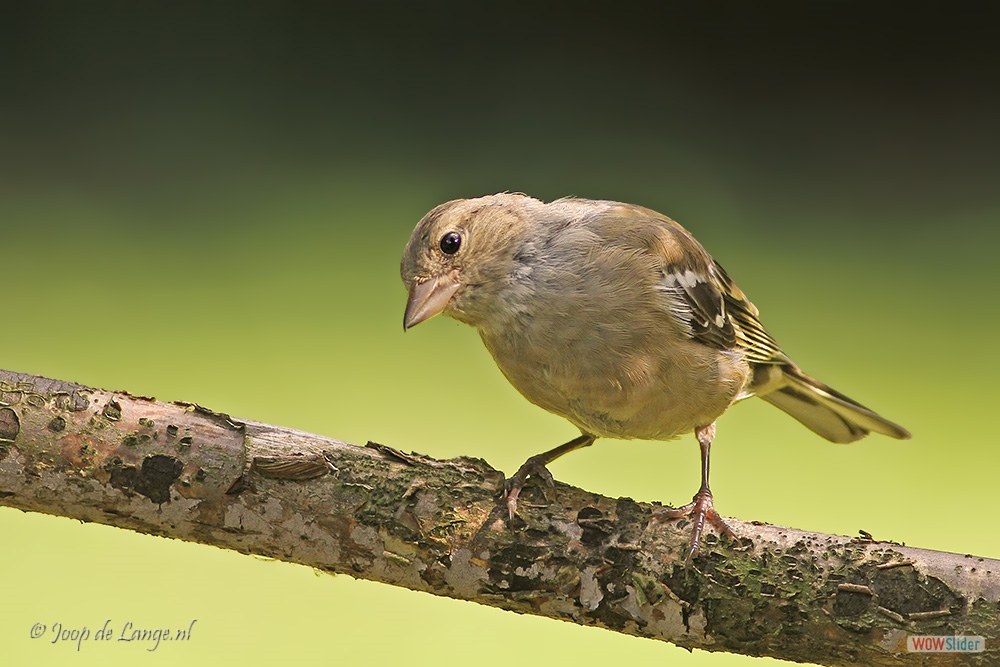 1571-7368 Vink Juveniele=4-8-17