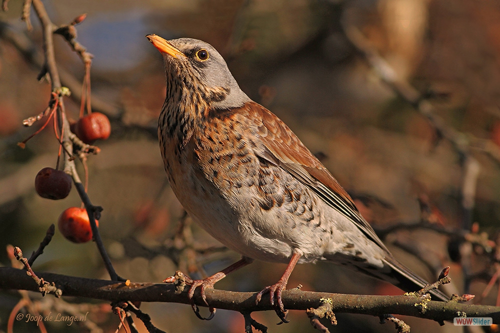 1623-8666 Kramsvogel=27-2-18