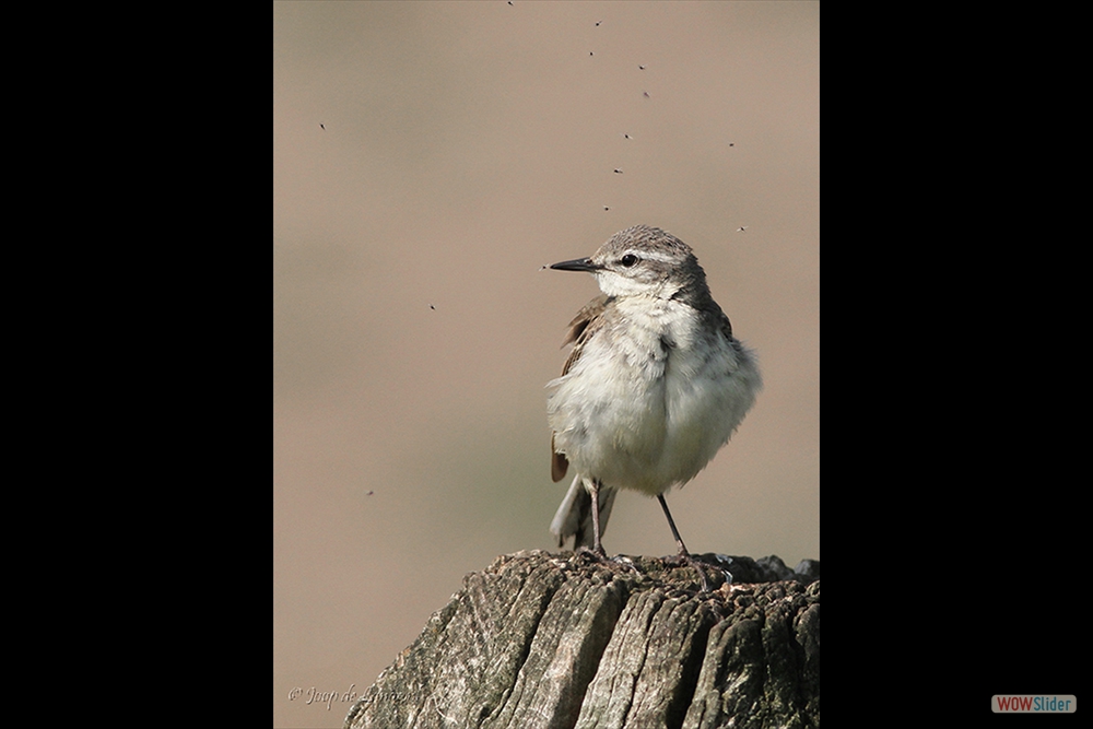 2031-9197 Gelekwikstaart ♀ =19-5-18