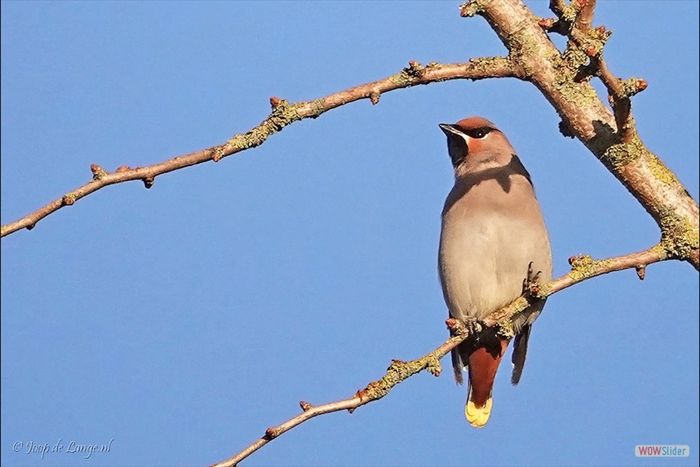 2037-DSC01139 Pestvogel=8-11-18