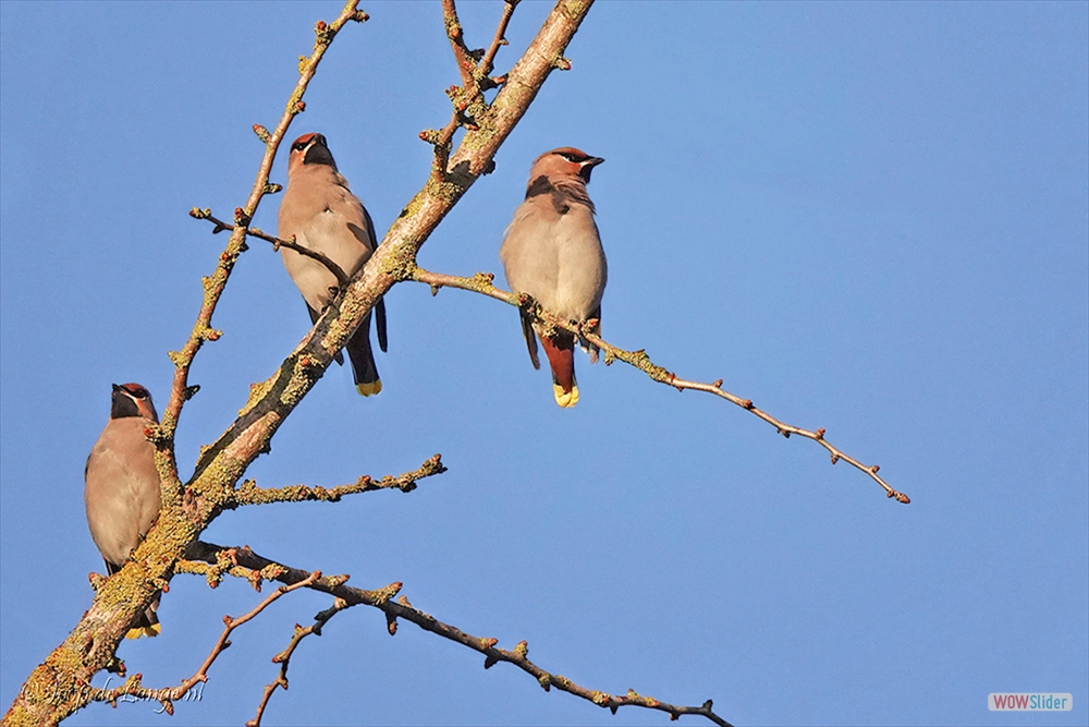 2041-DSC01264 Pestvogels 3x=8-11-18