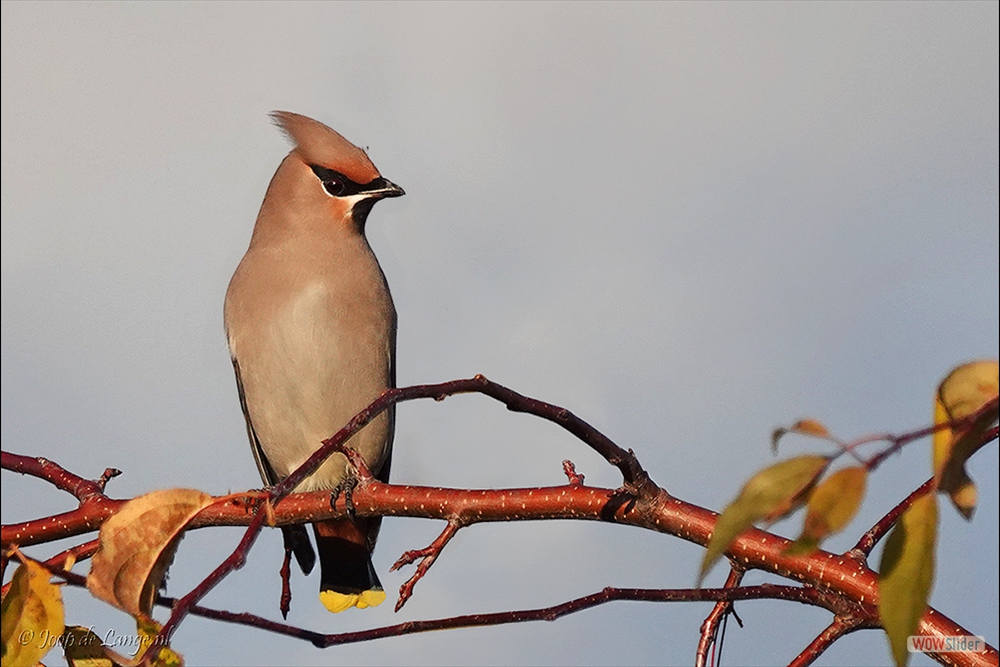 2042-DSC01198 Pestvogel=8-11-18