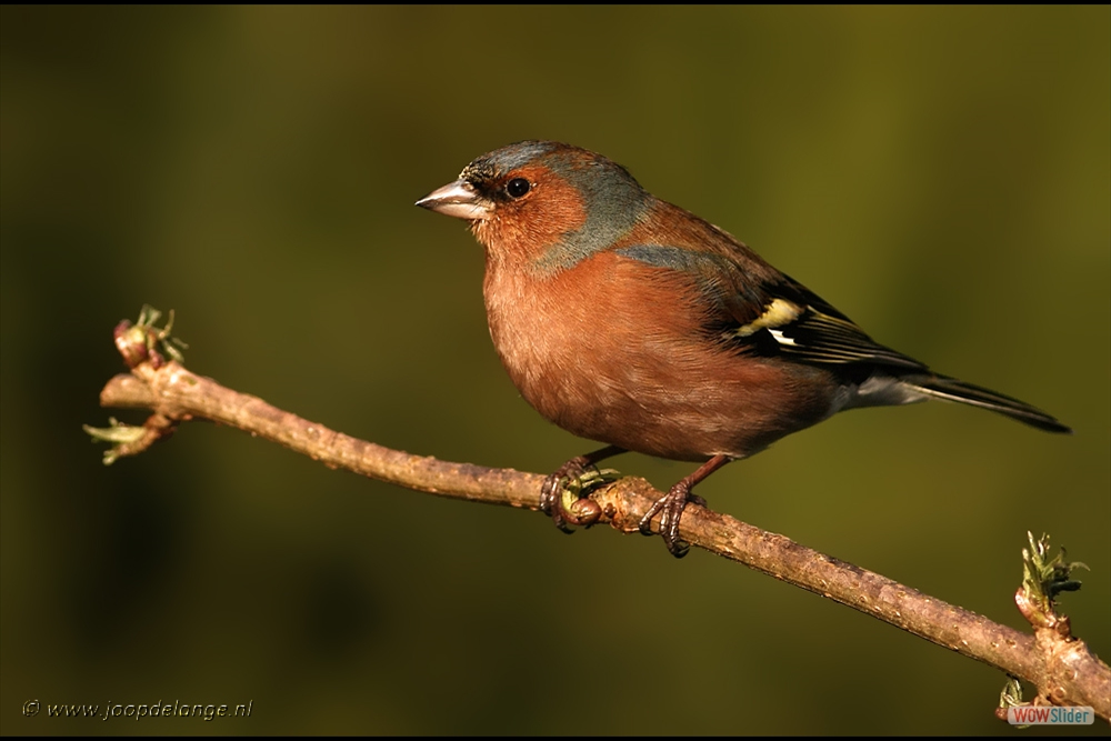 484-7078 Vink ♂ 20-3-09