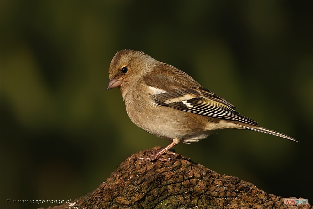 486-7060 Vink ♀ 20-3-09