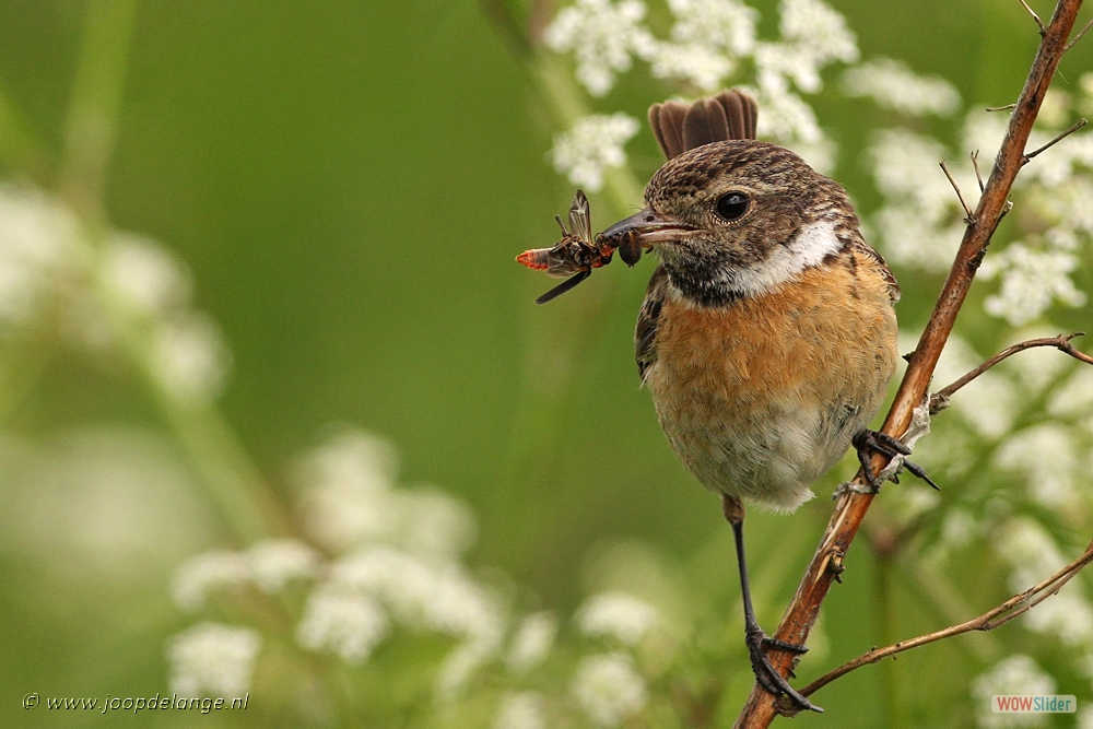 793-7045 Roodborsttapuit ♀ 16-5-12