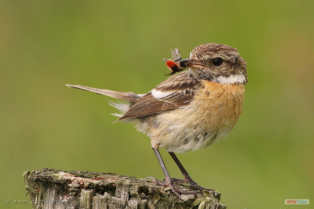 855-7037 Roodborsttapuit ♀ 16-5-12