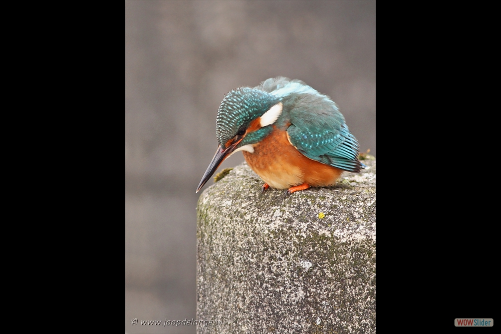 895-0866-IJsvogel 24-1-13